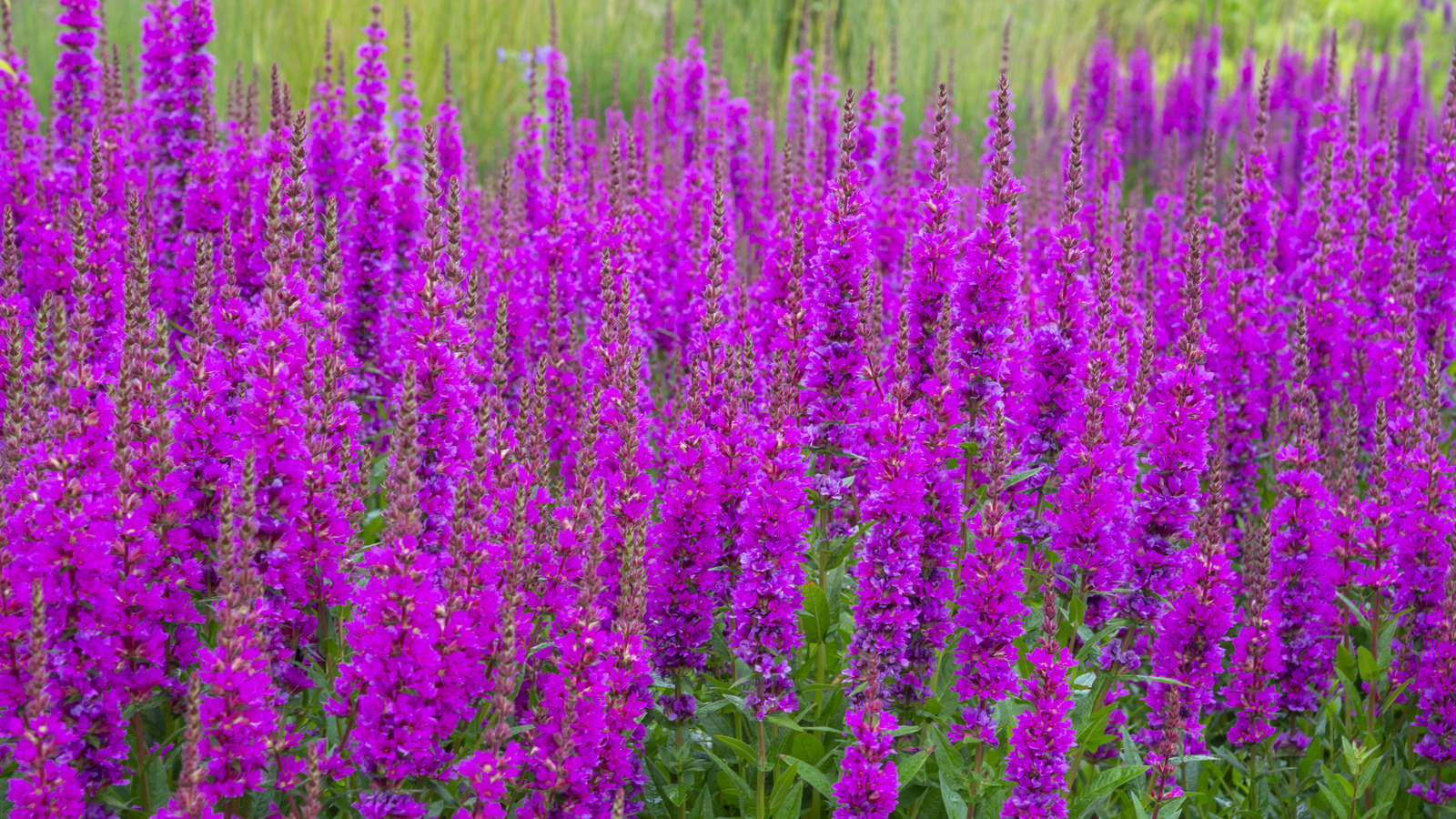 The Illegal Purple Flowering Plant That is Surprisingly Popular in the U.S.