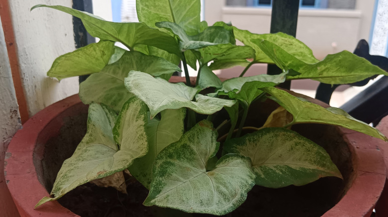 Arrowhead houseplant