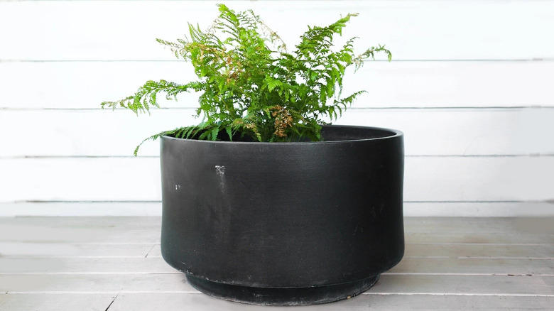 Vintage Gainey Ceramic planter in modern black mid-century modern style with fern on outdoor deck