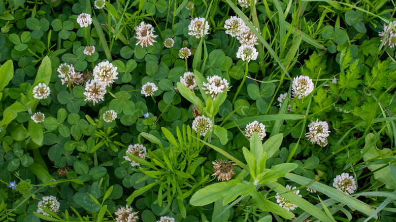 clover and grass growing together