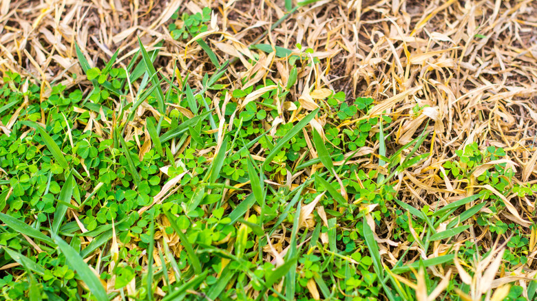 clover with dying grass