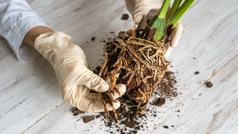 gloved hands inspect the roots of an orchid
