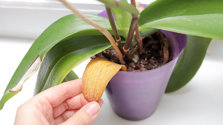 a hand touches an unhealthy, yellow leaf of an orchid