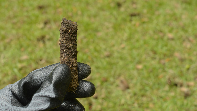 Person holding up a soil plug from core aeration.