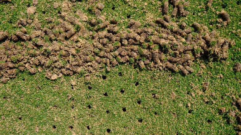 Soil plugs from core aeration raked into a pile.