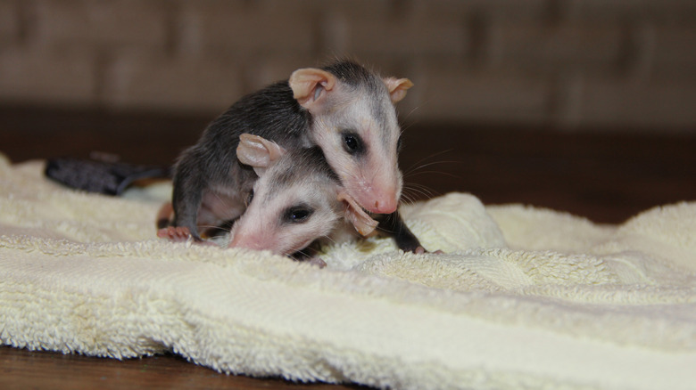 Two baby opossums on a towel