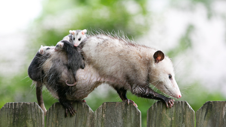 Mother opossum on top of a fence with three babies on her back