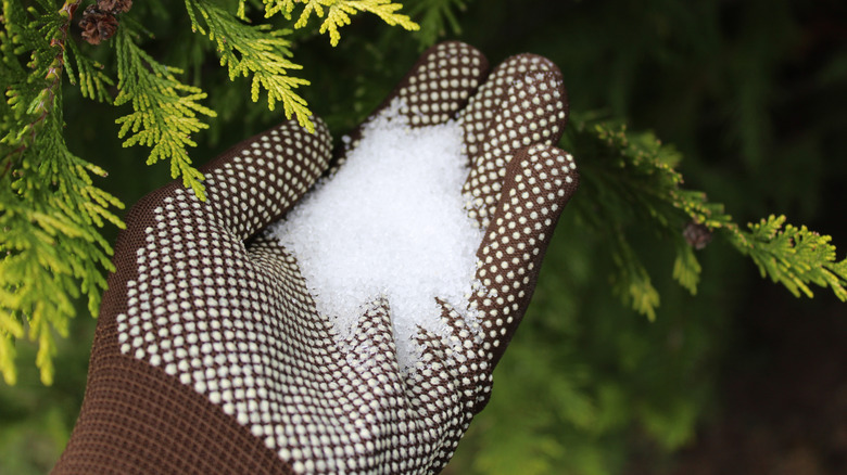 Epsom salt on a gloved hand