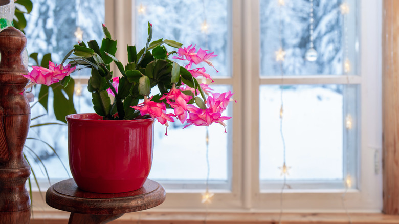 a potted Christmas cactus with pink flowers near a window