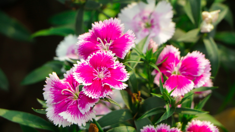 Dianthus in bloom