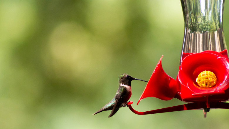 hummingbird perched on red plastic outlet on a bird feeder, drinking nectar