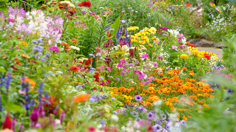 The Self-Seeding Flower That Effortlessly Turns Bare Garden Spots Into Colorful Blooms