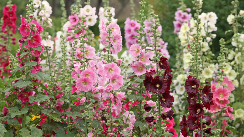 Pink and white hollyhock flowers