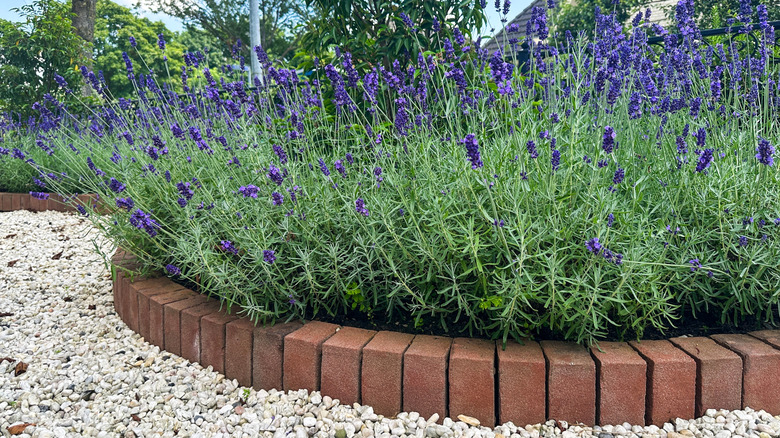The purple blooms of lavender contrasting with a red brick edging in a landscape
