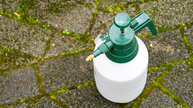 a spray bottle on weedy and mossy pavers