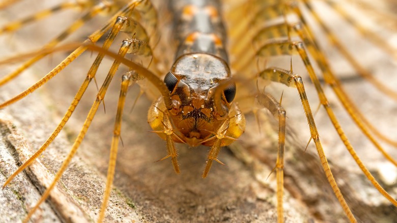 close-up of a house centipede's head and legs