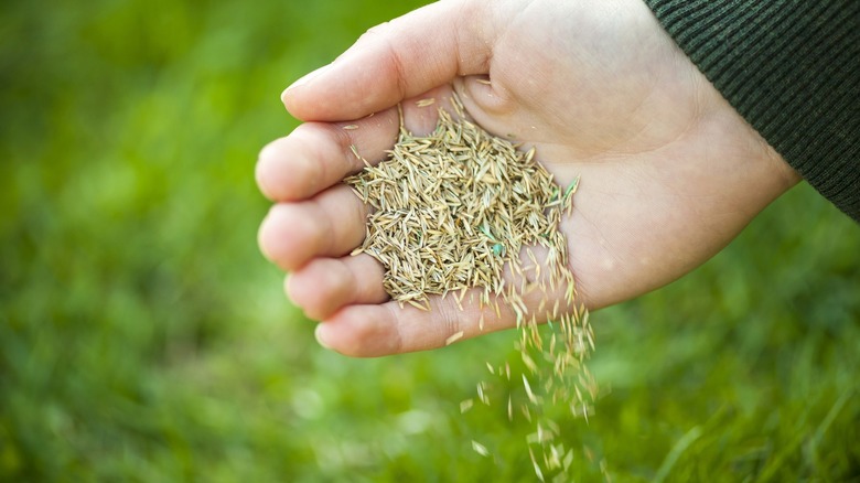 Person dropping handful of grass seed onto a lawn