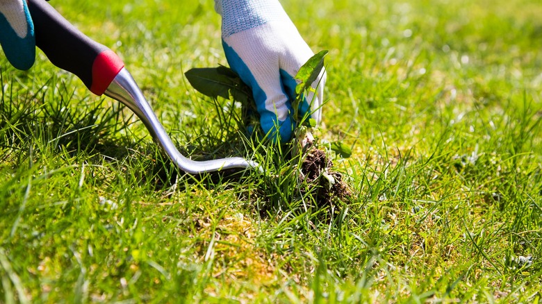 Gardener wearing gloves pulling a weed out by the roots