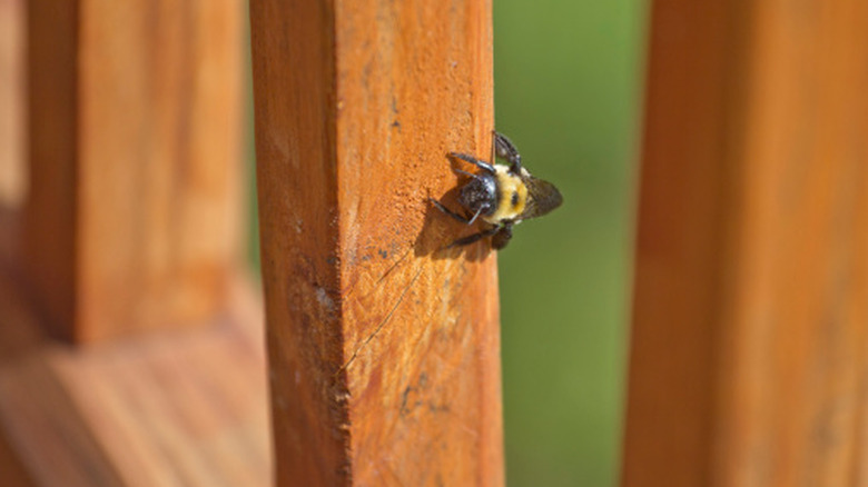 A carpenter bee burrowing into a wooden deck
