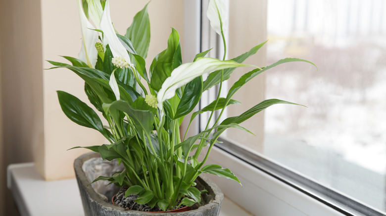 Peace lily plant in a pot in a bowl on a windowsill
