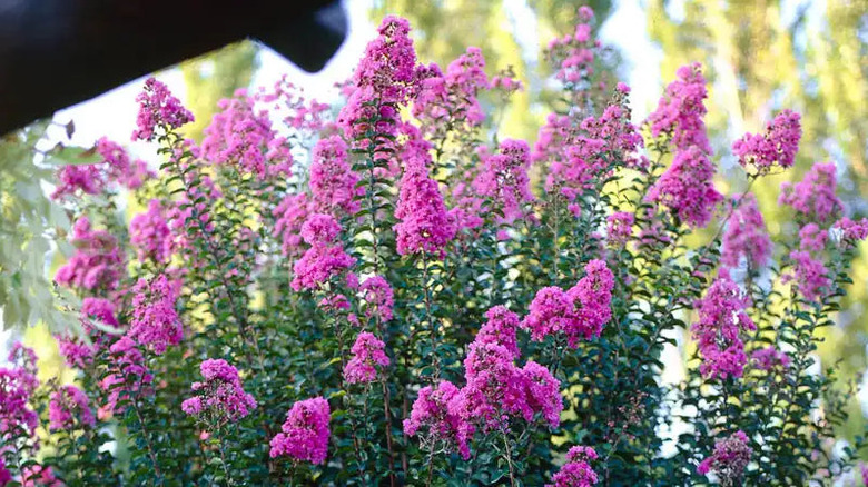 Crape myrtle cultivar 'Zuni' has beautiful pinkish lavender flowers