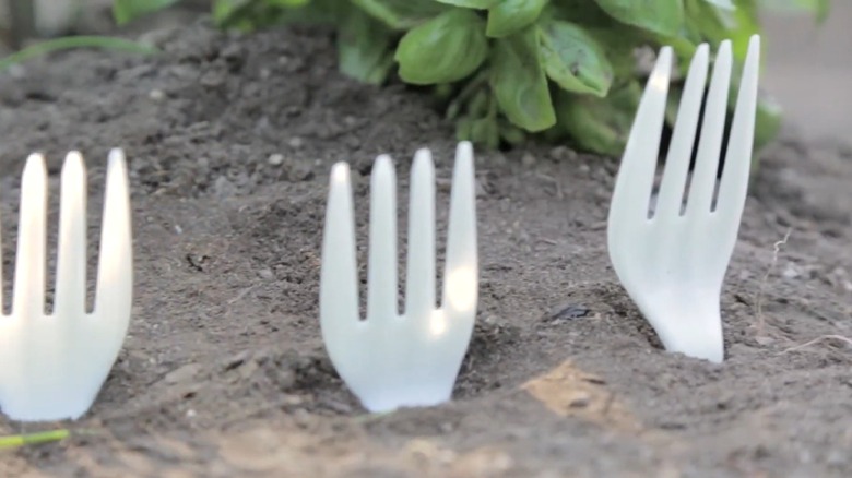 plastic forks in garden