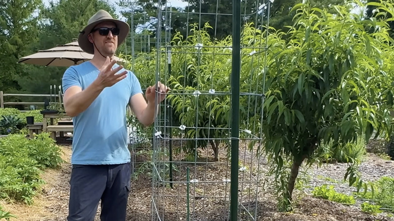 Gardener standing in front of completed DIY tomato cage