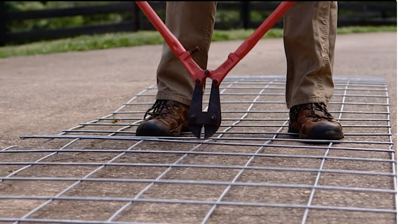 Gardner starting a cattle panel tomato cage