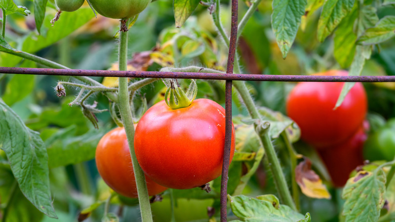 Ripe tomatoes supported in wire cage