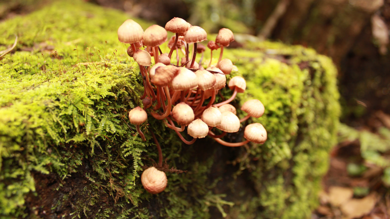Cluster of Wild Mushrooms Growing on Mossy Tree Stump