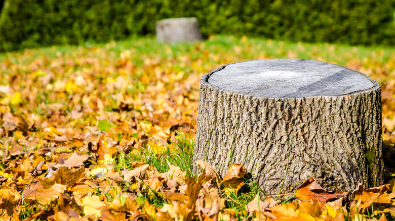 two tree stumps surrounded by fall leaves in yard