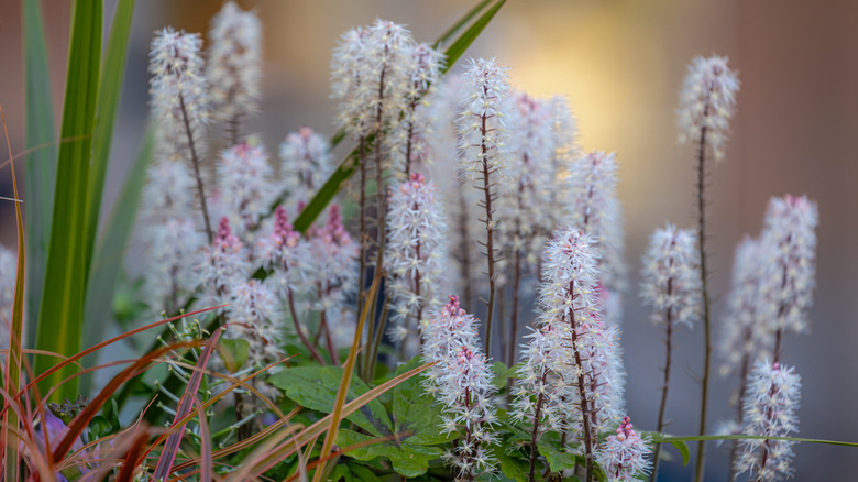 A close-up shot of foamflower growing in the shade