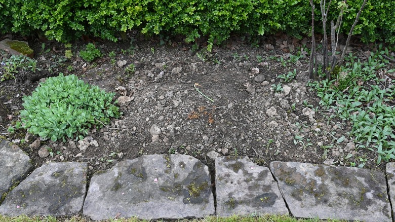 A shady section of a garden with a large bare spot