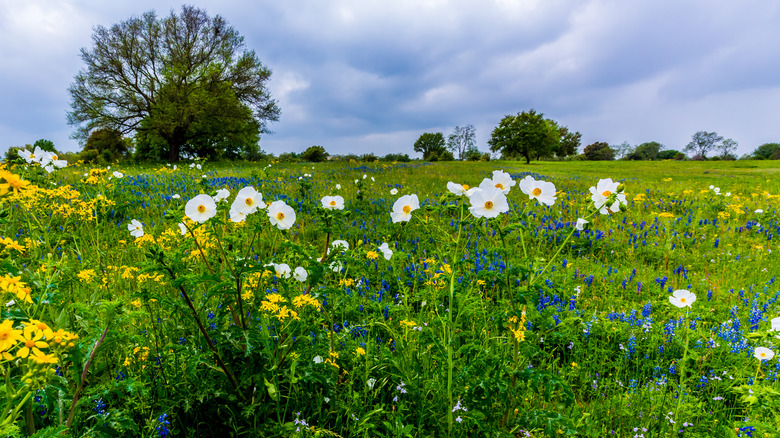 Assorted wildflowers