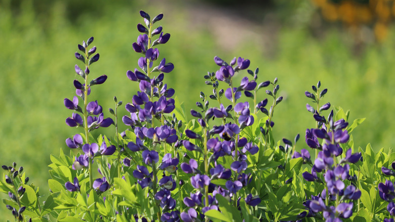 Flowering blue indigo