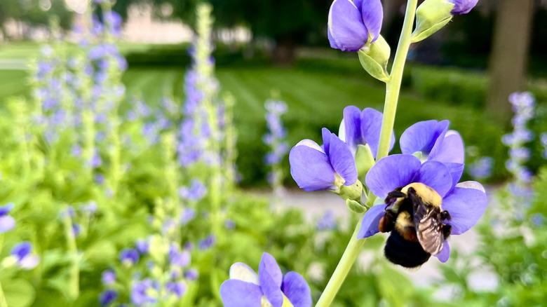 Bee pollinating indigo plant