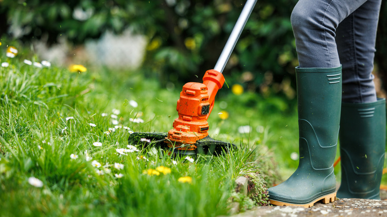 A person is cutting a weedy lawn with a weed trimmer