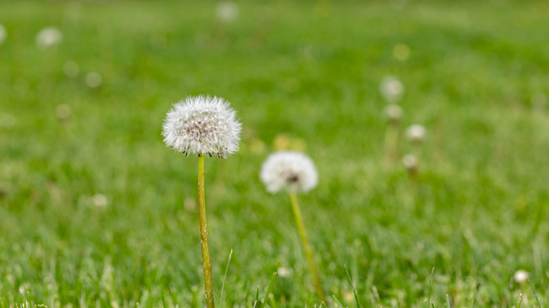 Dandelion weeds going to seed in lawn.