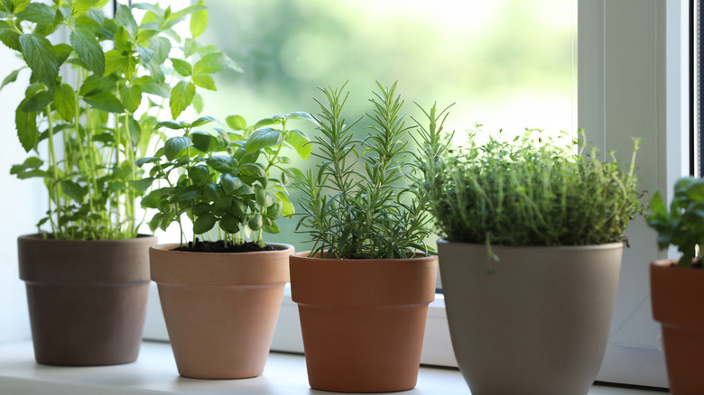 herbs growing in different pots on a window sill