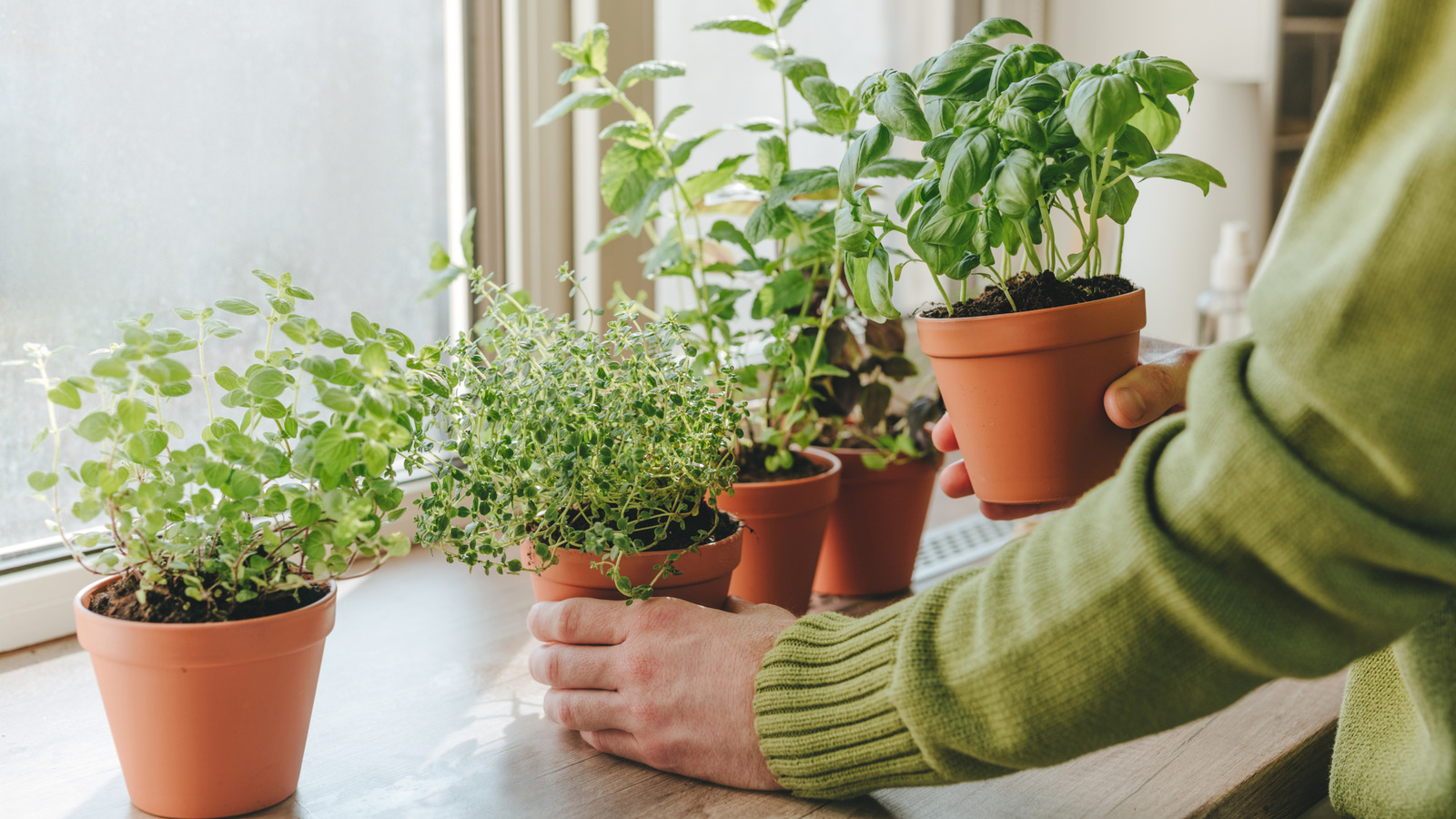 The Easiest Herbs To Grow In Your Kitchen For An Endless Supply Year-Round