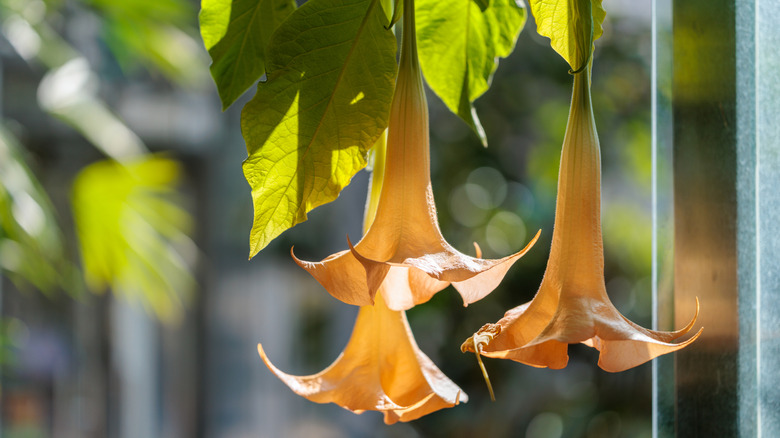 Yellowish angel's trumpet flowers in bloom