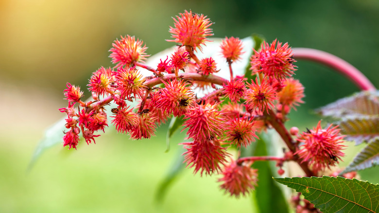 A flowering castor bean plant