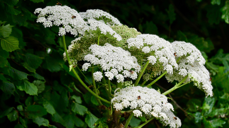 Giant hogweed in full bloom