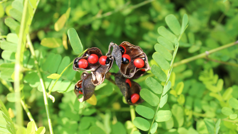 Rosary pea plant with red-and-black seeds