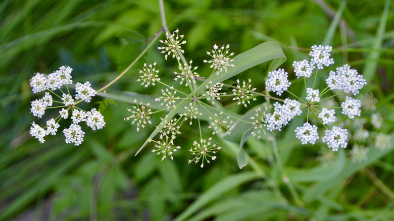 Water hemlock along a hiking trail