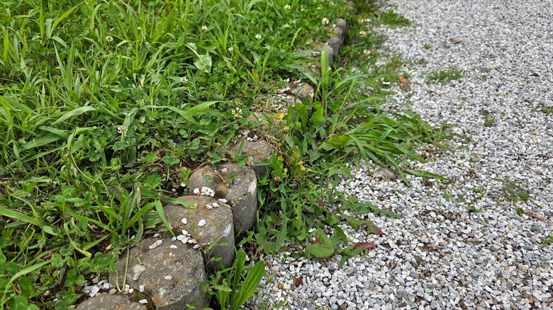 Weeds growing up through gravel