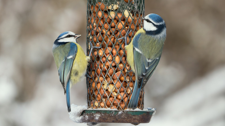 small birds at a tube bird feeder