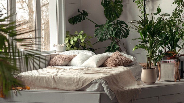 A platform bed surrounded by a variety of green plants, creating a clean and cozy vibe.