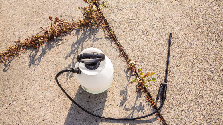 weeds killed by a sprayer