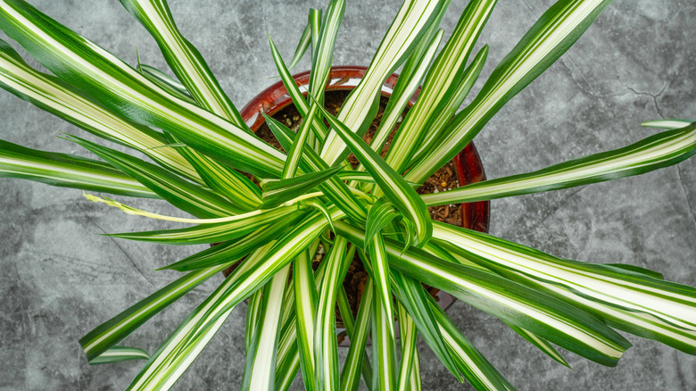 overhead view of spider plant